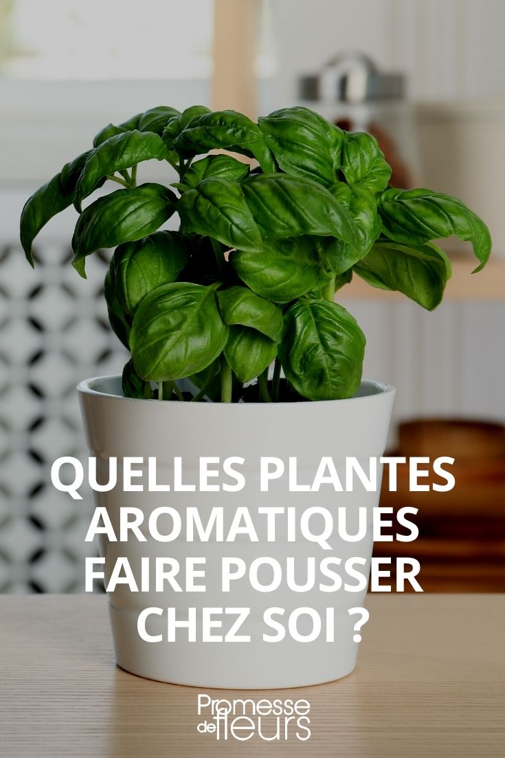 aromáticas de interior