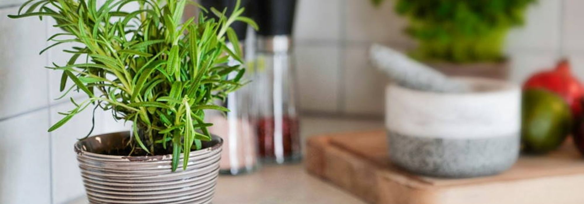 Que plantas aromáticas cultivar em interior?
