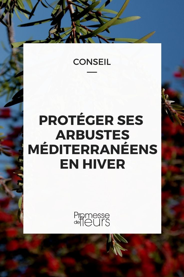 proteger arbustos mediterrânicos