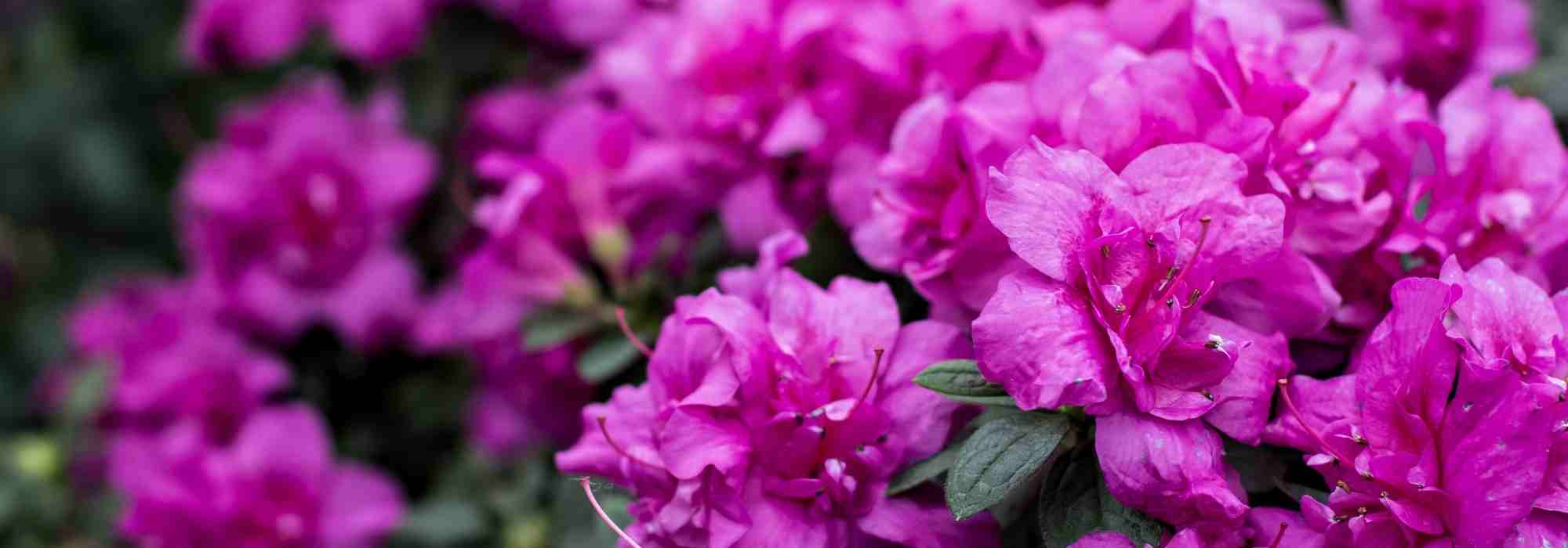 Cultivar uma azaleia em vaso