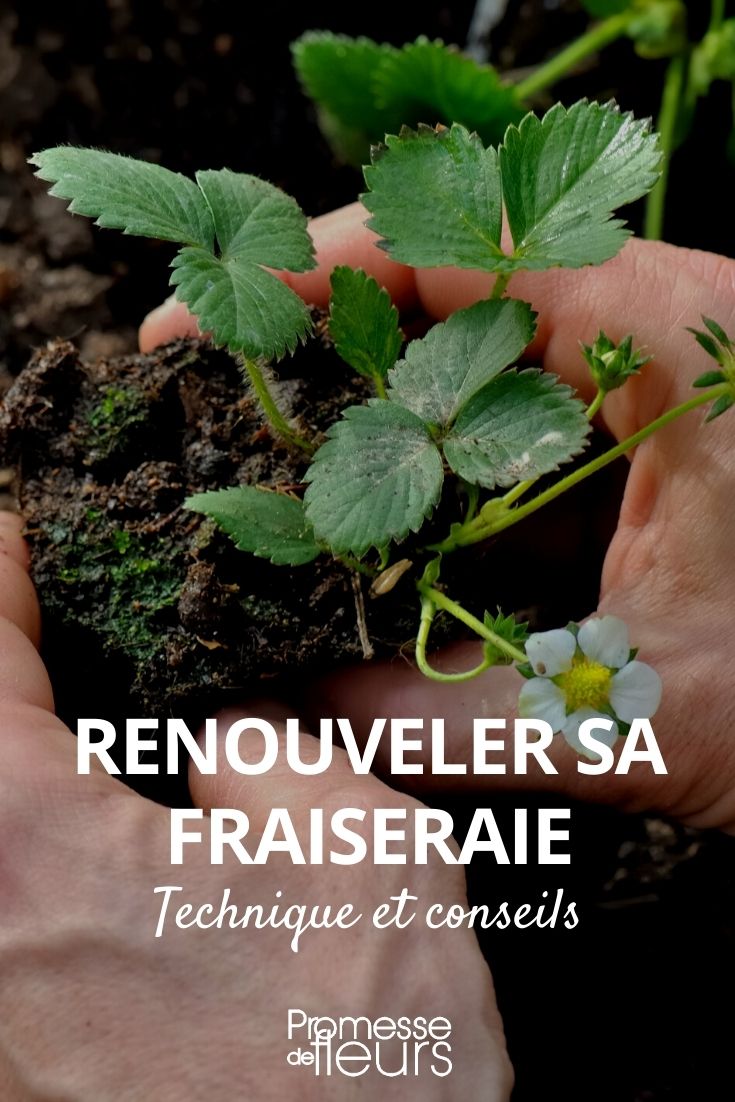 renovar um morangueiro