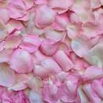 Cozinhar as rosas
