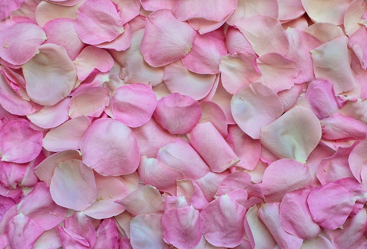 Cozinhar as rosas