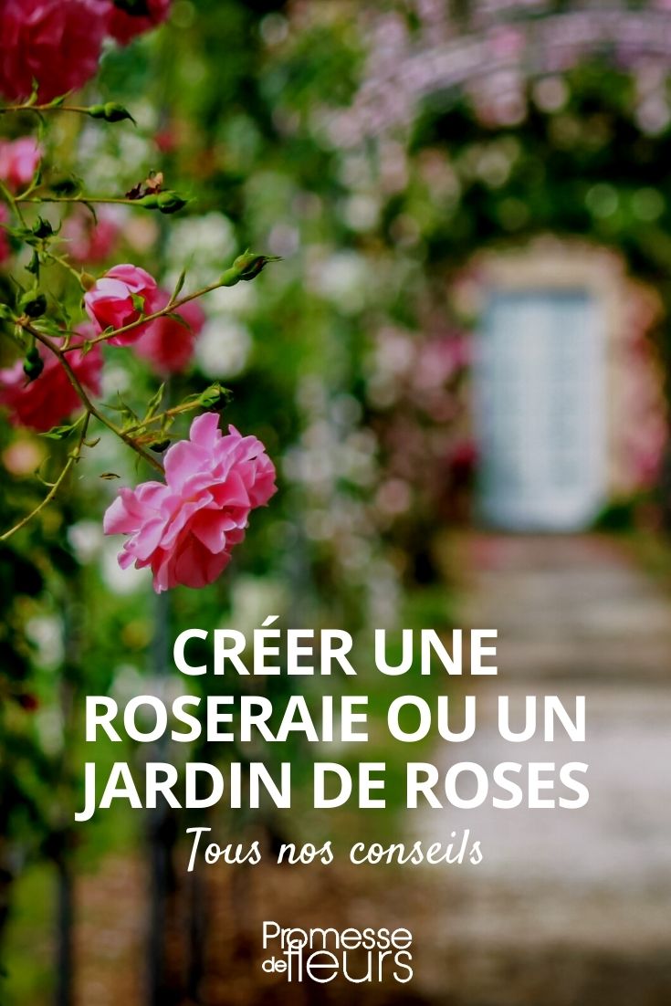 criar uma roseraie ou um jardim de roseiras