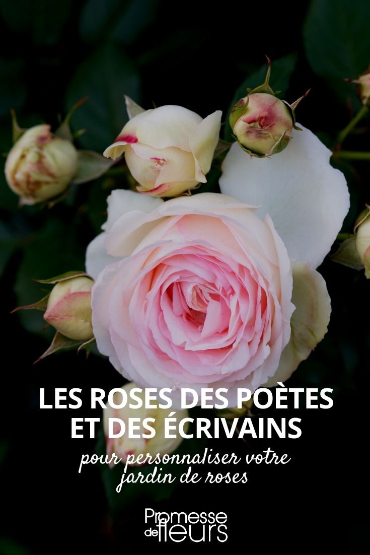 roseiras literárias