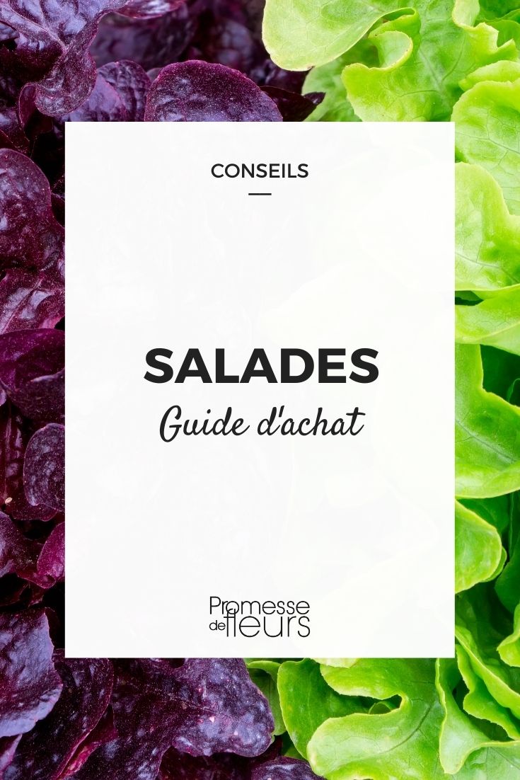 saladas escolher