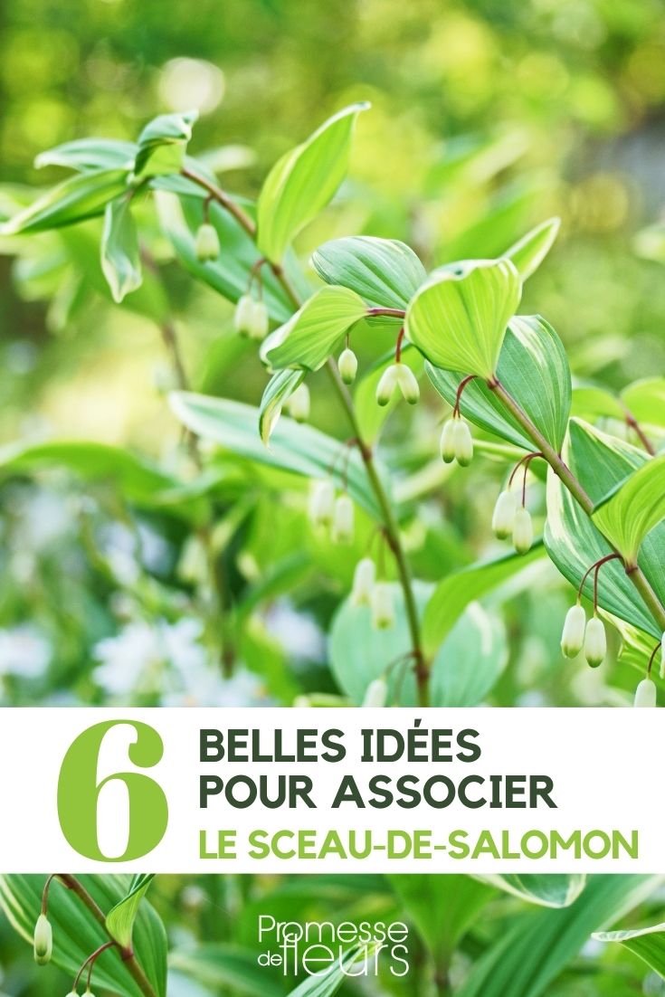 selo-de-Salomão : ideias de associação