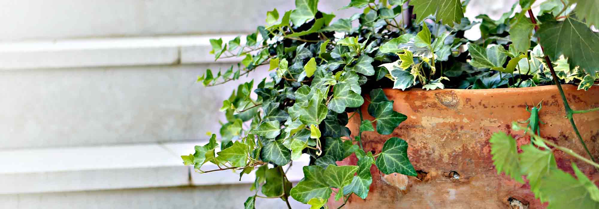 Plantas em vasos: o que é a surfaçagem?