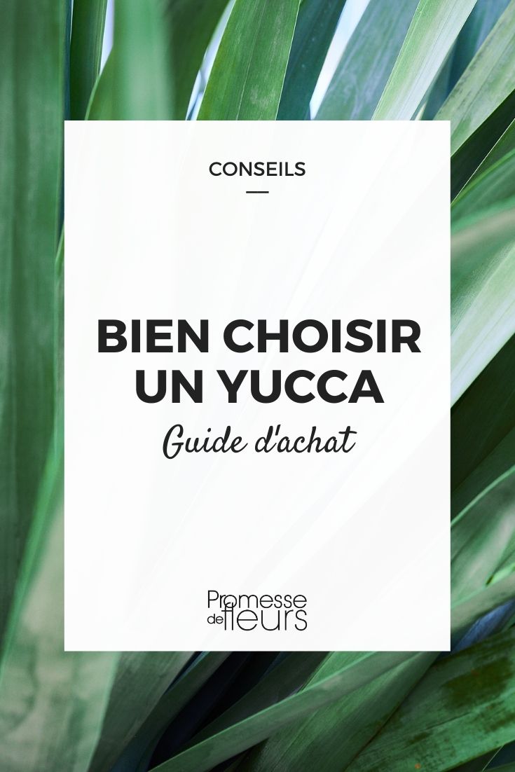 iúca escolher