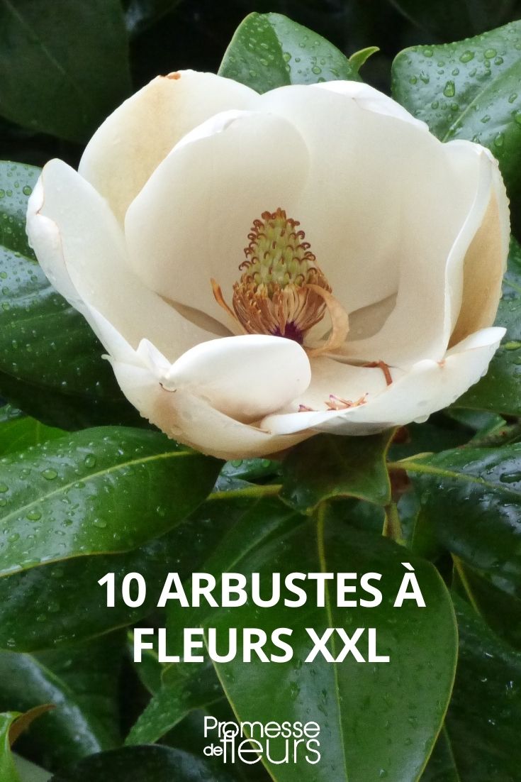 10 arbustos de flores grandes
