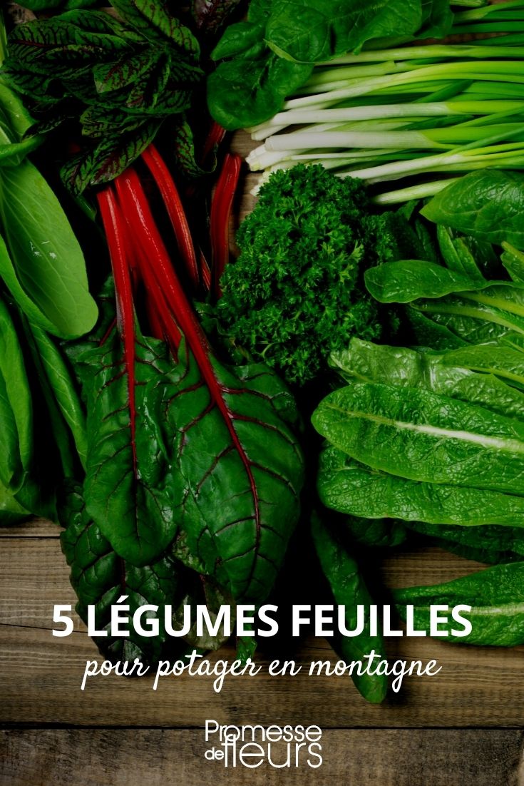 legumes de folha para horta de montanha