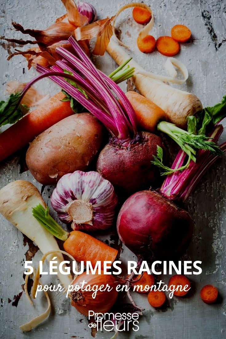 legumes de raiz para horta de montanha