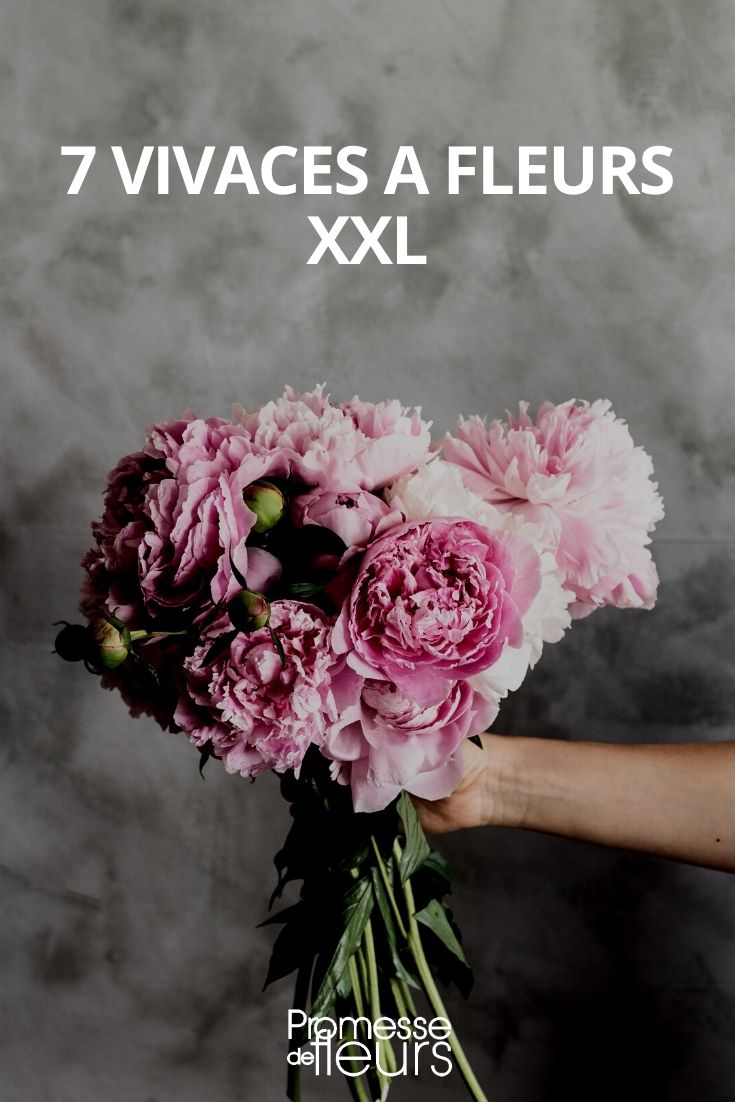 perenes de flores grandes