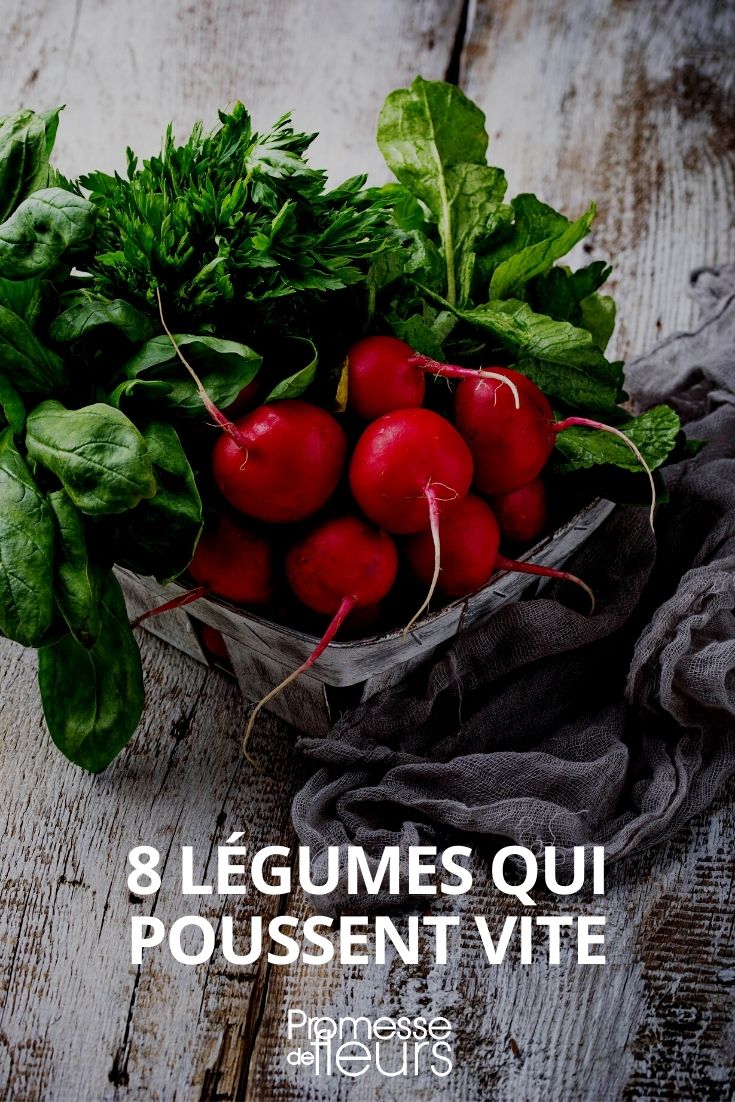 legumes de crescimento rápido