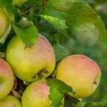 O que é a alternância nas árvores de fruto?