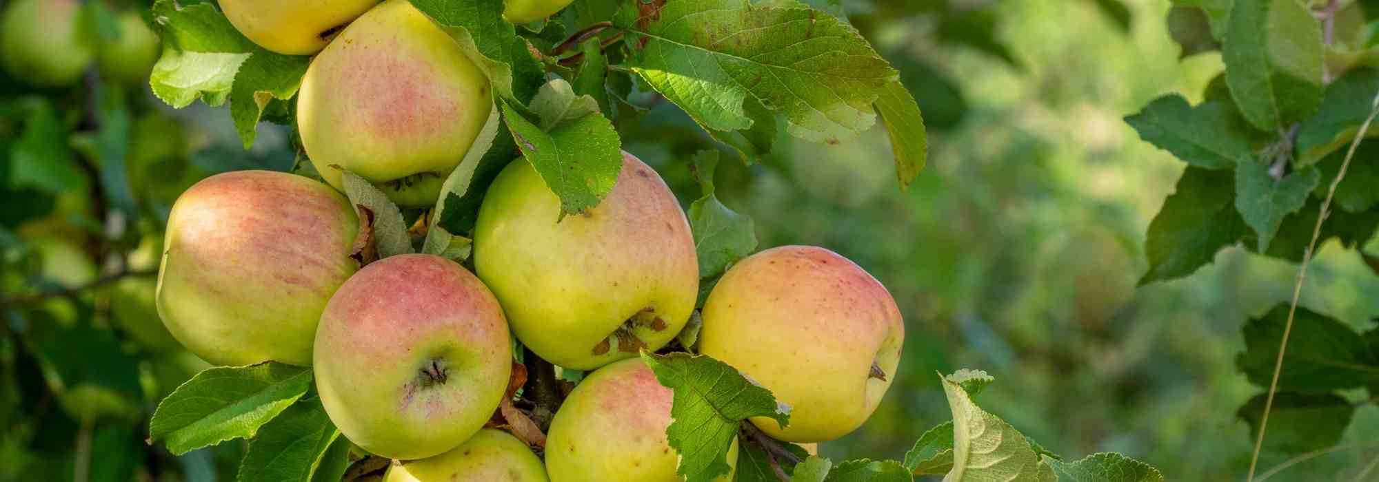 O que é a alternância nas árvores de fruto?