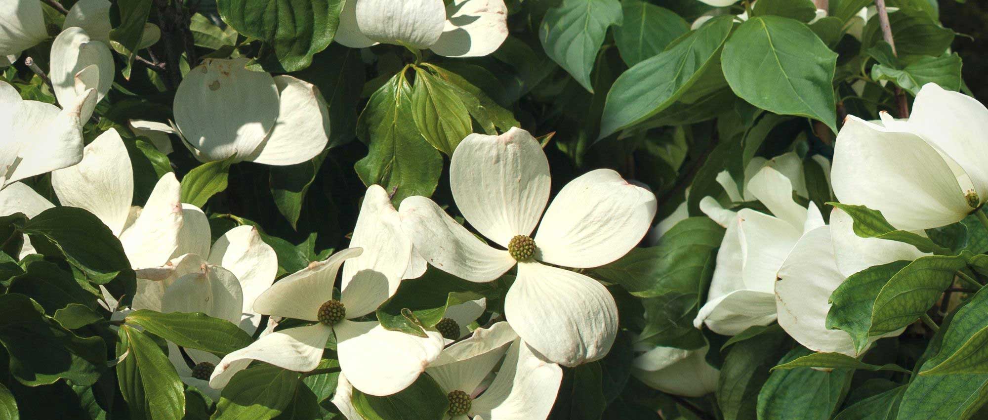10 arbustos com flores XXL