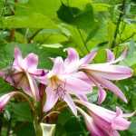 10 plantas bulbosas com flores XXL