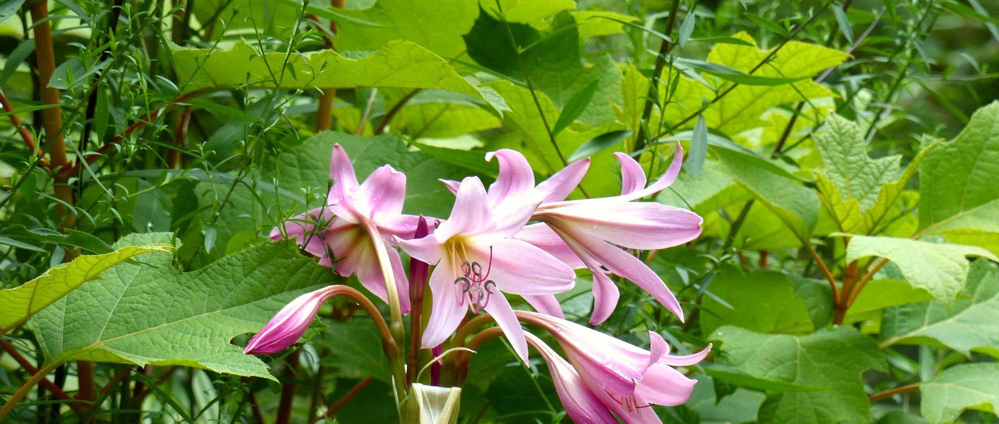 10 plantas bulbosas com flores XXL
