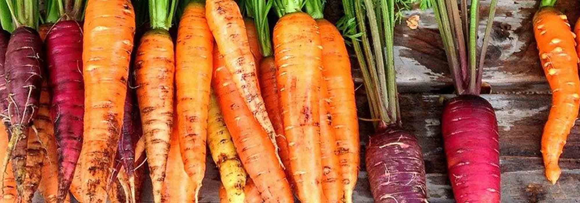 Escolher bem as suas cenouras: guia de compra