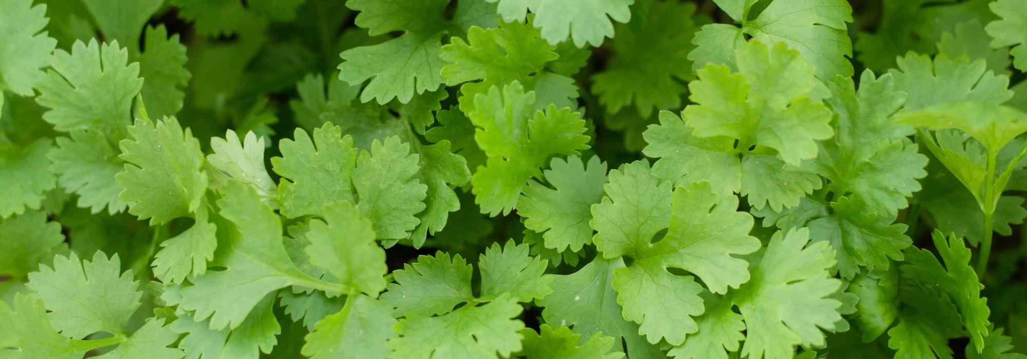 Cultivar o coentro em vaso