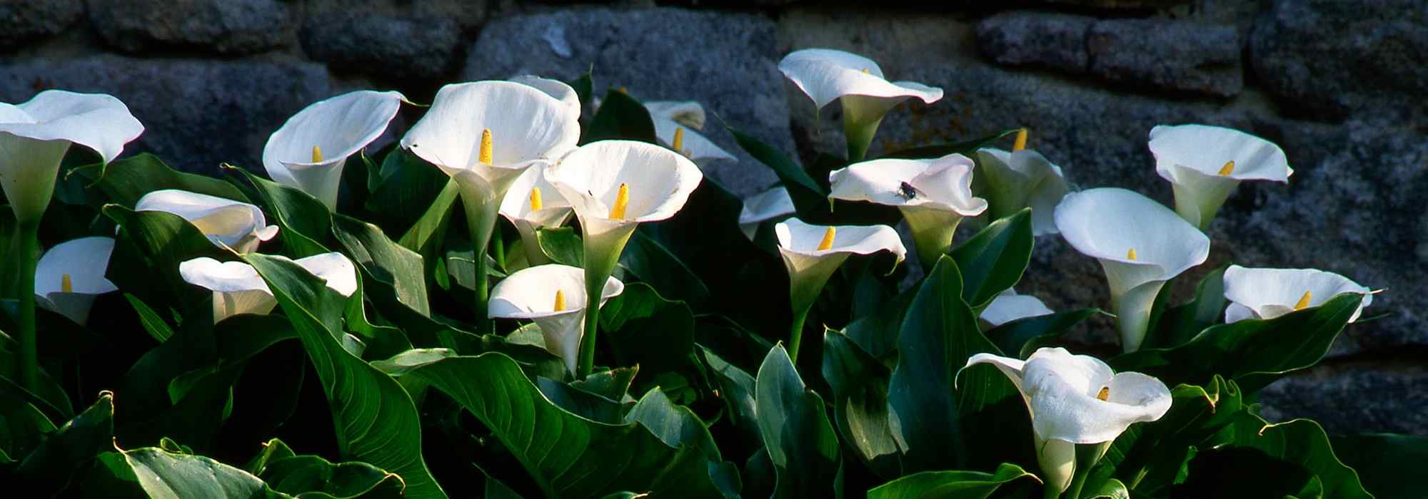 Cultivar jarros em vaso