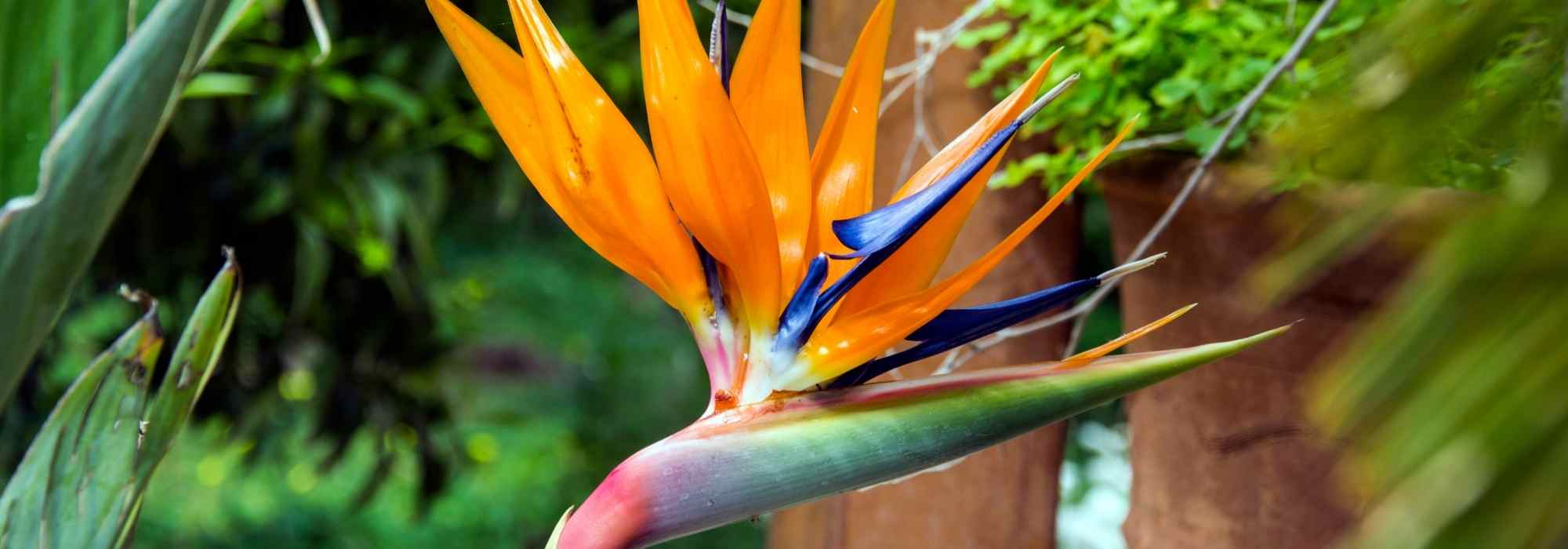 Cultivar uma estrelícia em vaso