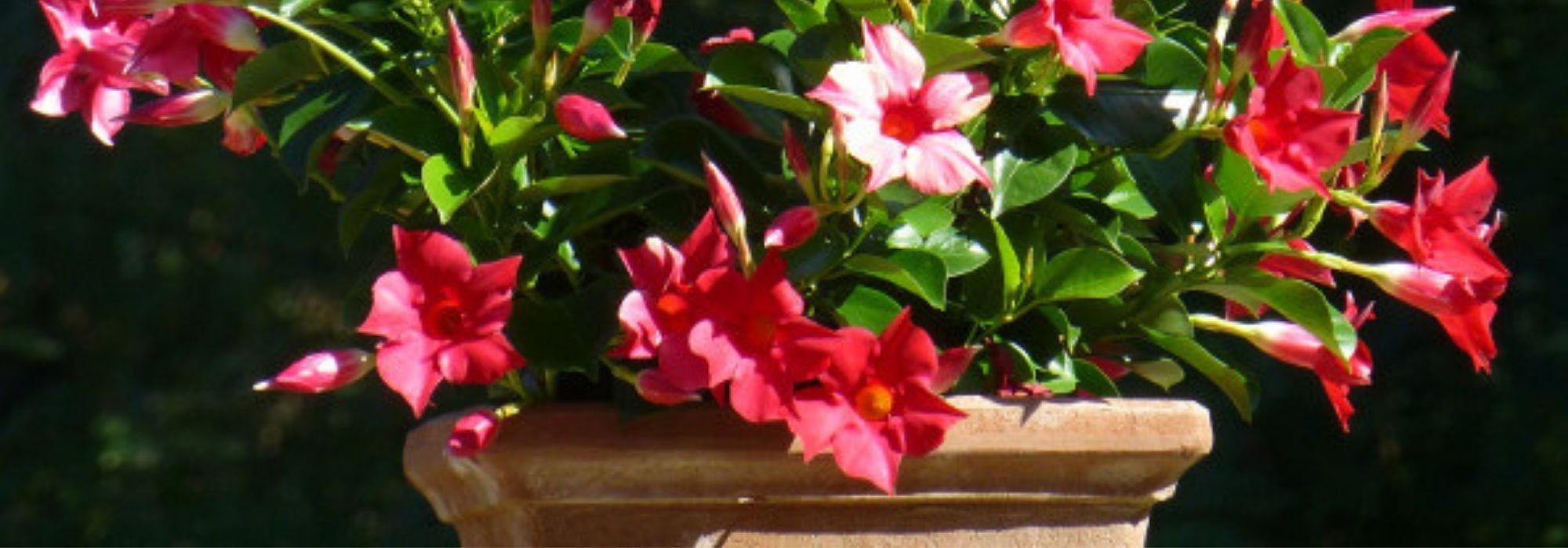 Como cultivar o dipladénia em vaso?