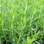 Como cultivar o estragão em vaso?