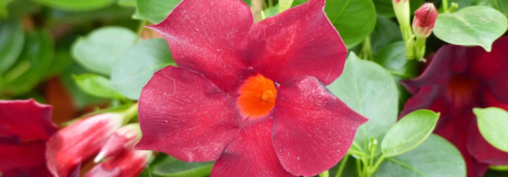 10 dicas para cultivar o dipladénia com sucesso