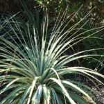 Puya : plantar, cultivar e manter