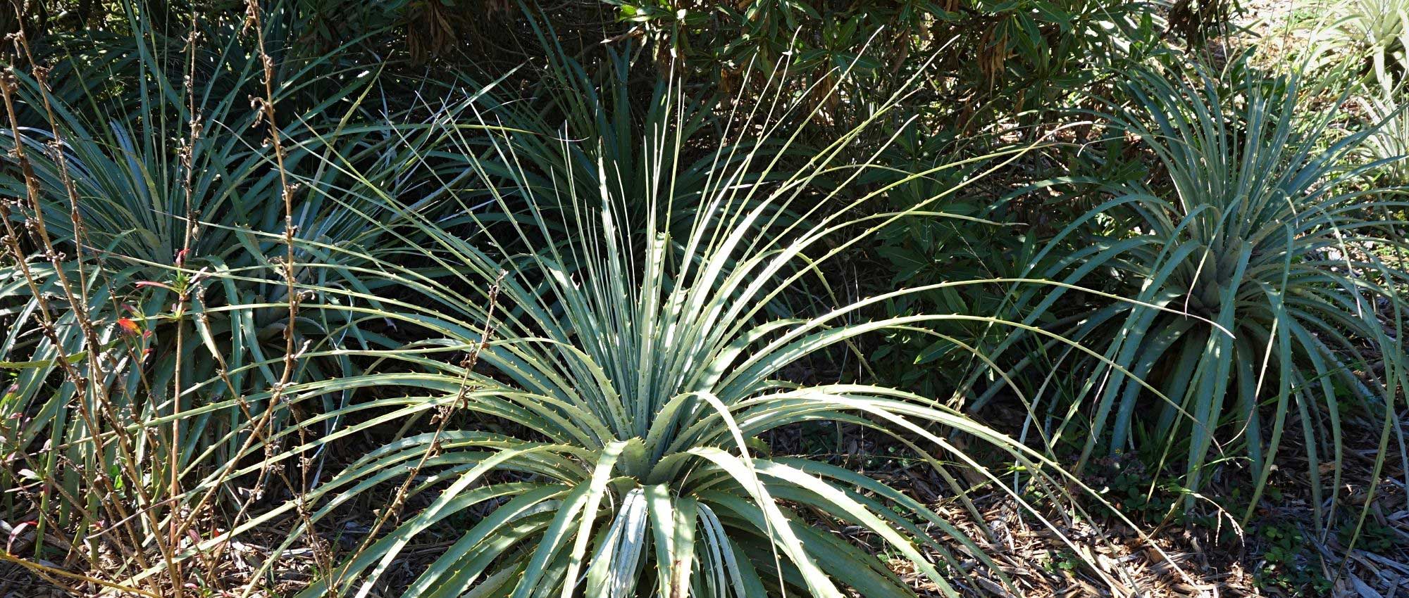 Puya : plantar, cultivar e manter