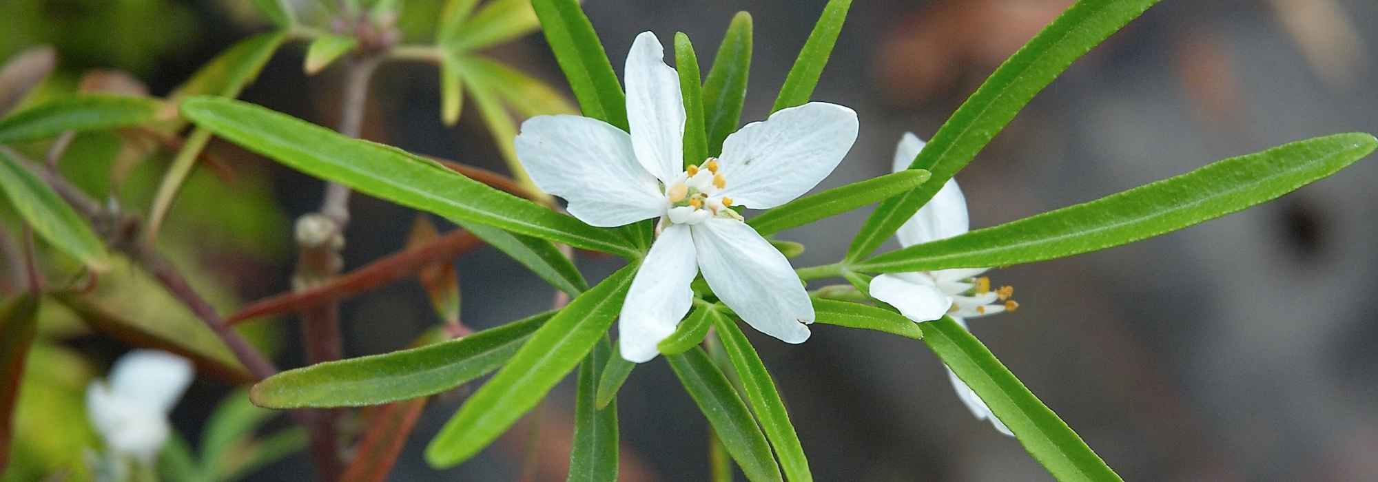 O que se pode plantar num terraço com exposição a Este?
