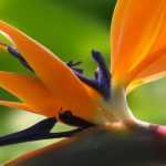 A Estrelícia, Strelitzia : plantação e manutenção