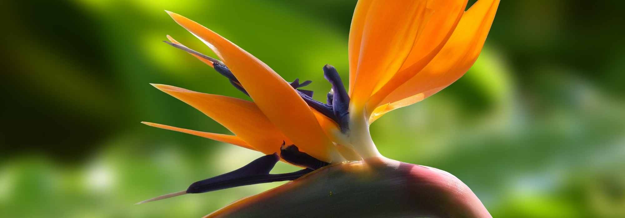 A Estrelícia, Strelitzia : plantação e manutenção