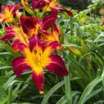 7 plantas perenes com flores XXL