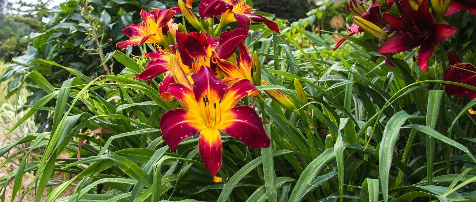 7 plantas perenes com flores XXL