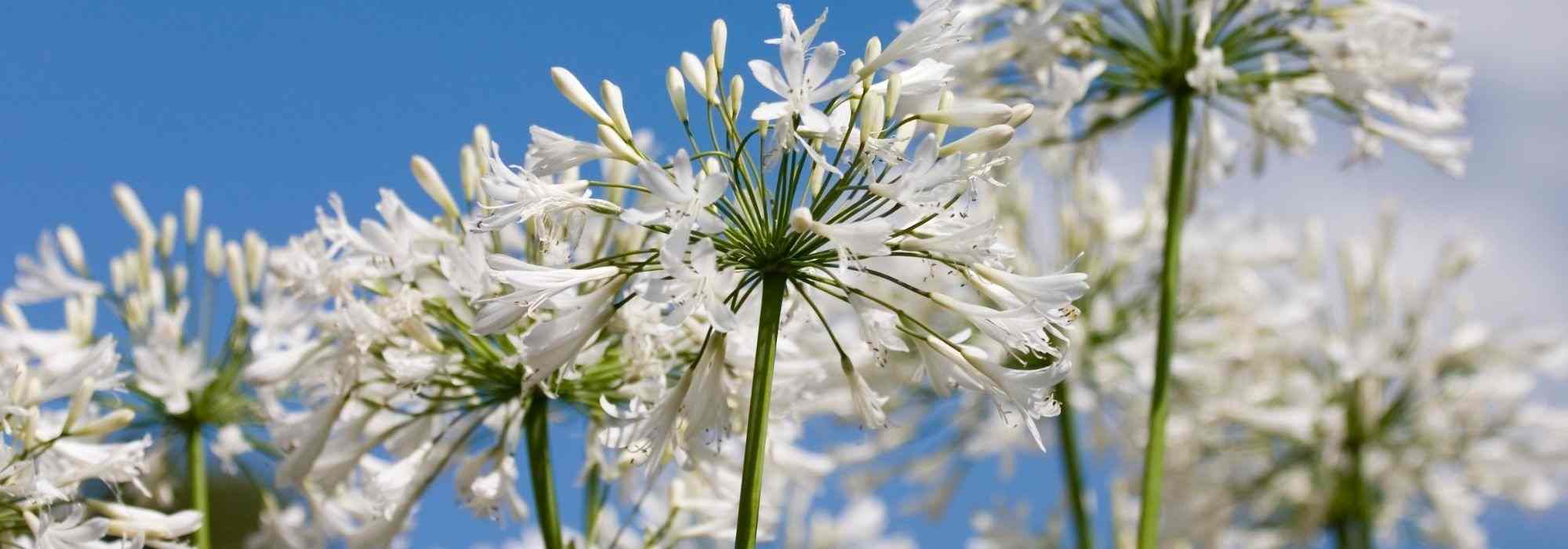 Agapanto branco: 7 variedades a descobrir