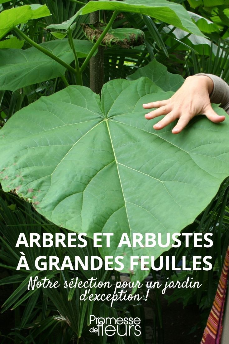 plantas de folhas grandes