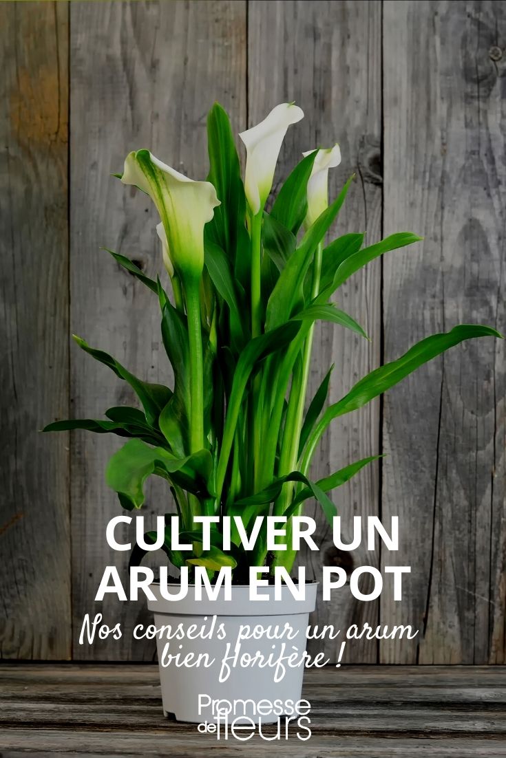 cultivar um jarro em vaso