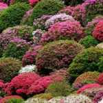 Azáleas do Japão: as melhores variedades
