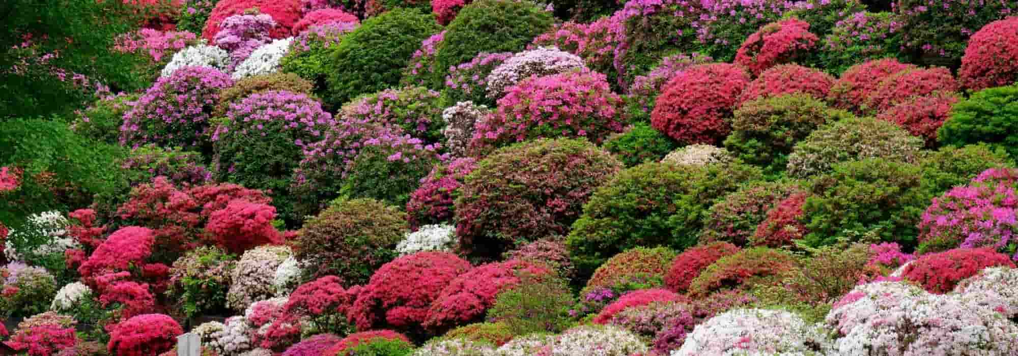 Azáleas do Japão: as melhores variedades