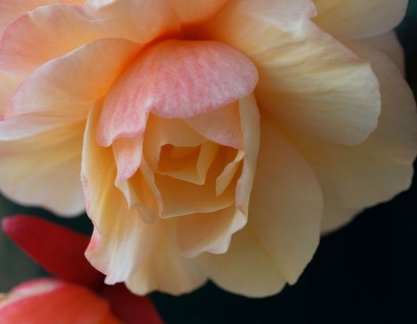 Como fazer estacas de begónia tuberosa?