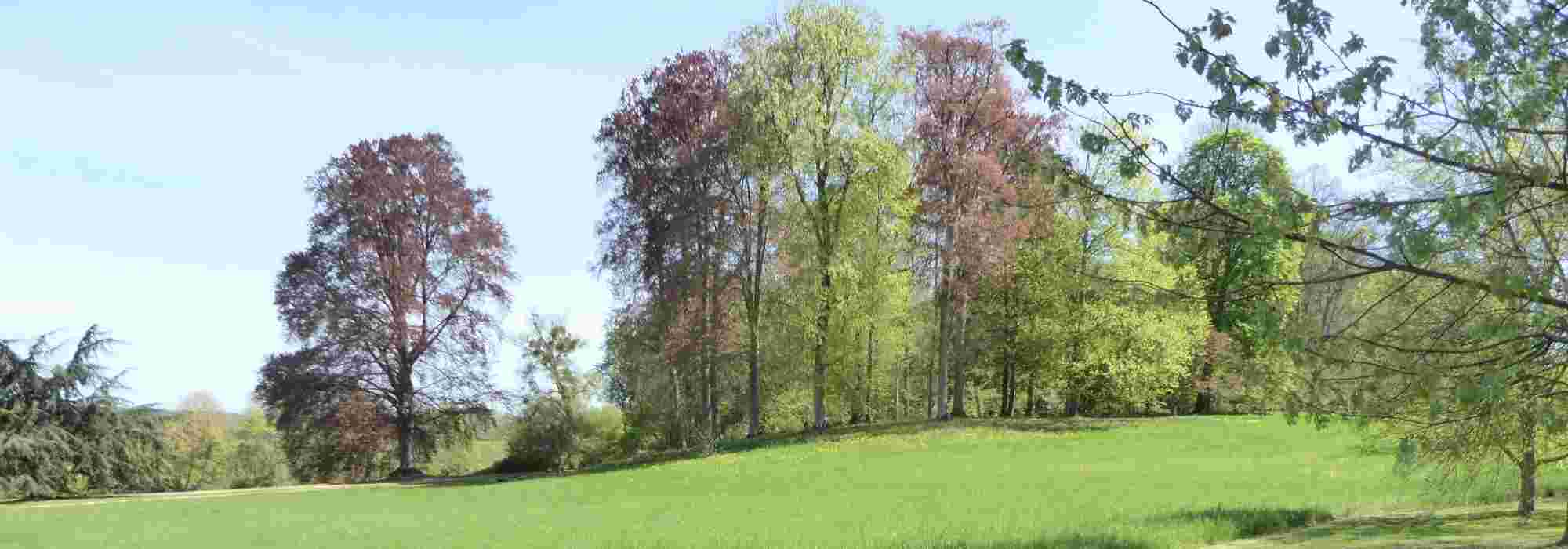 Criar um bosque no jardim