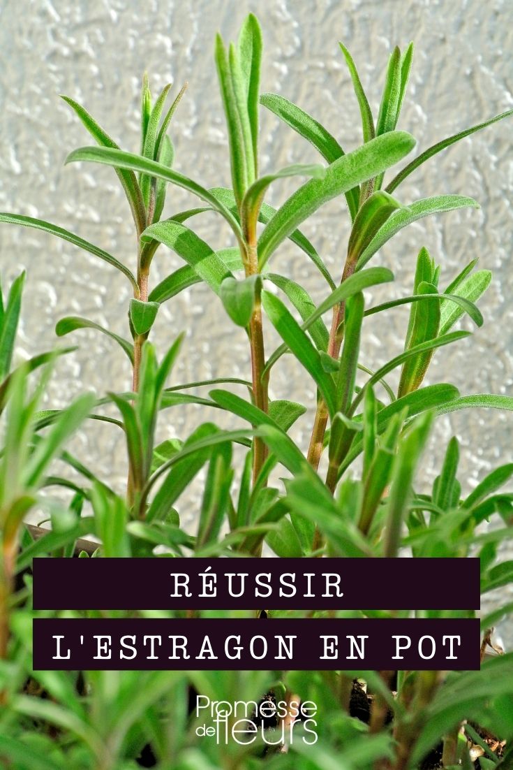 cultivar o estragão em vaso