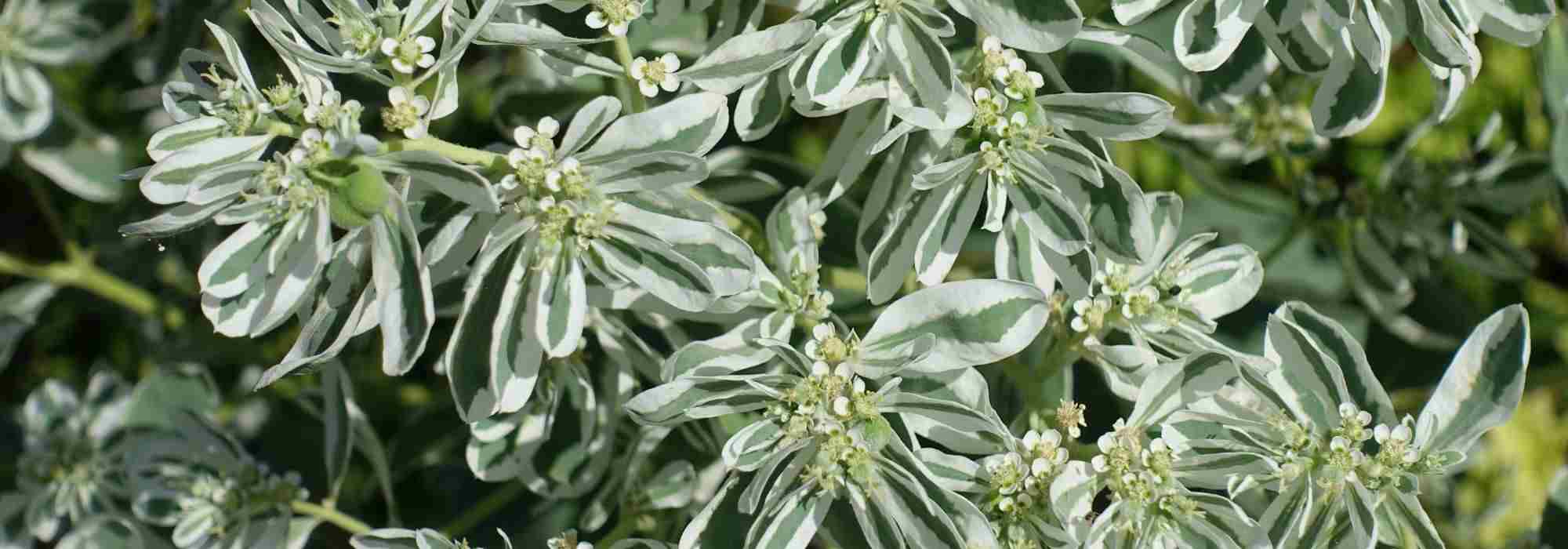 10 plantas perenes de folhagem variegada