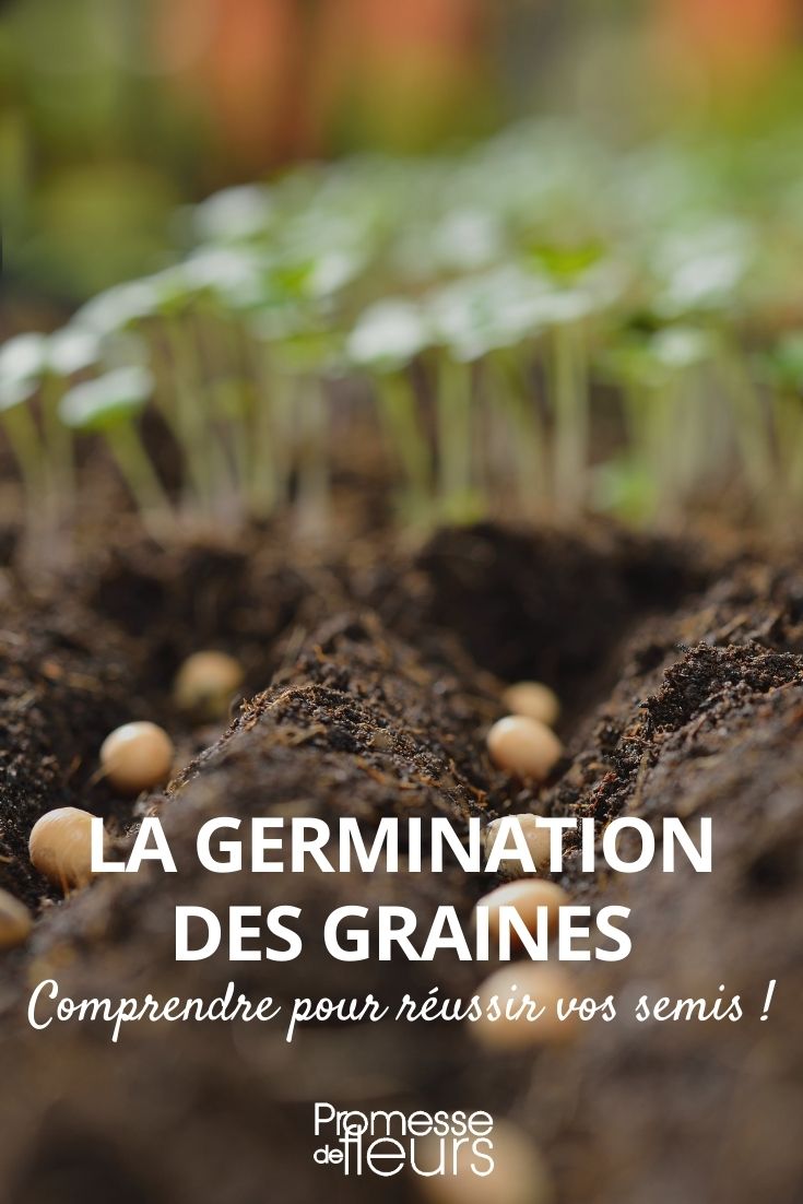 germinação das sementes