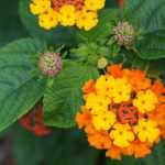 Como fazer estacas de lantana?
