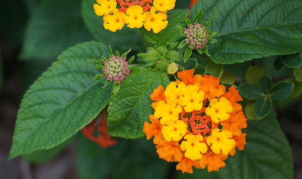 Como fazer estacas de lantana?