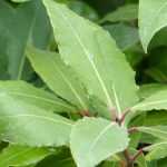 Como cultivar o loureiro no jardim?